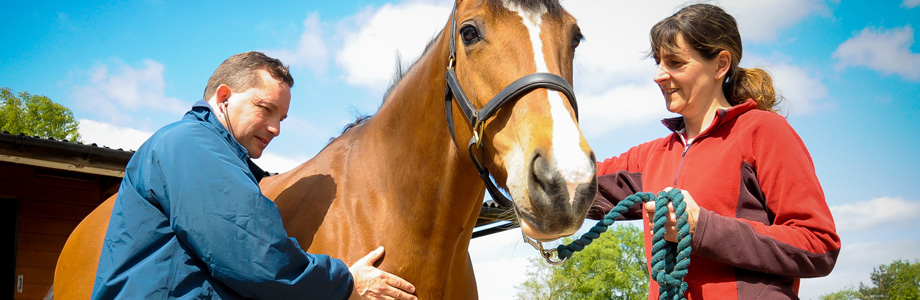 Equine Advice from Shires Vets in Staffordshire