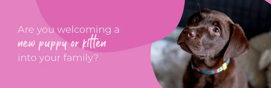 Start of Life for Your Puppy or Kitten