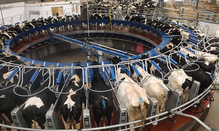 Milksure Training