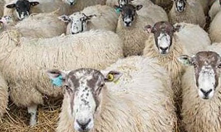Ready for lambing time