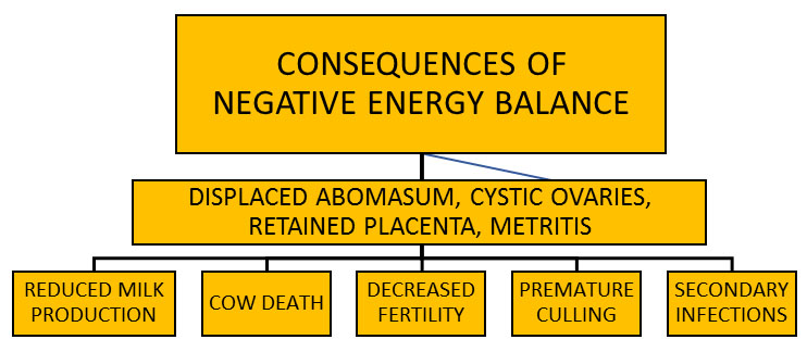 The effects of sub clinical ketosis