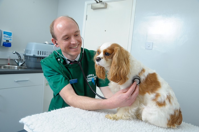 shires vets ticks and fleas