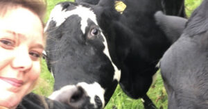 shires vets farm in staffordshire