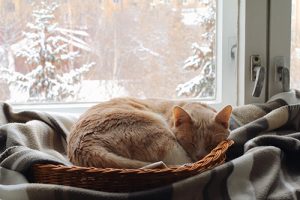 Cat sleeping