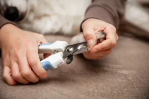 Guillotine clippers on dog nails