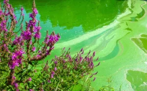 Green blue algae in water