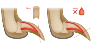 Incorrect way to clip a pets nails