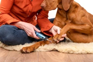 Using nail grinder on dog nails