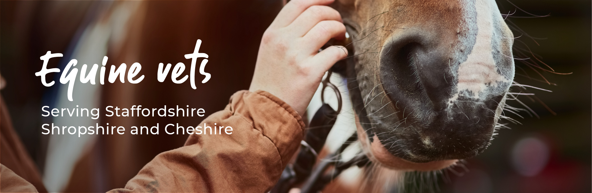 Equine Lameness