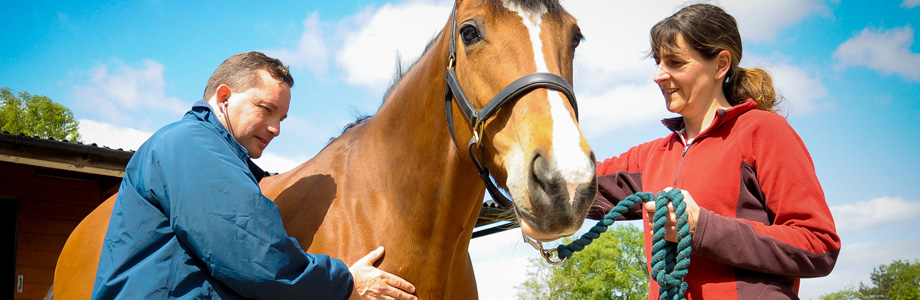 Meet The Equine Team