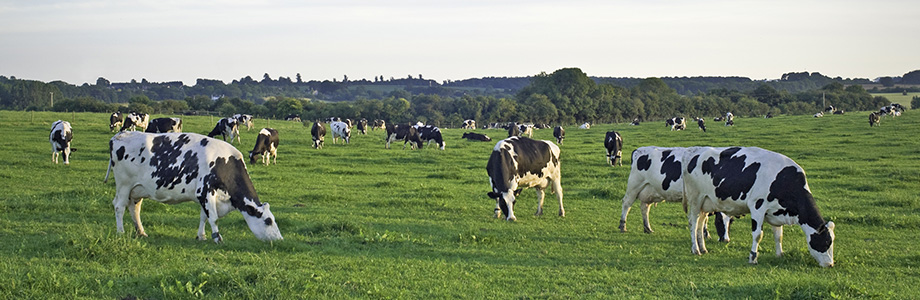 Bovine Viral Diarrhoea Virus (BVD) affects cattle