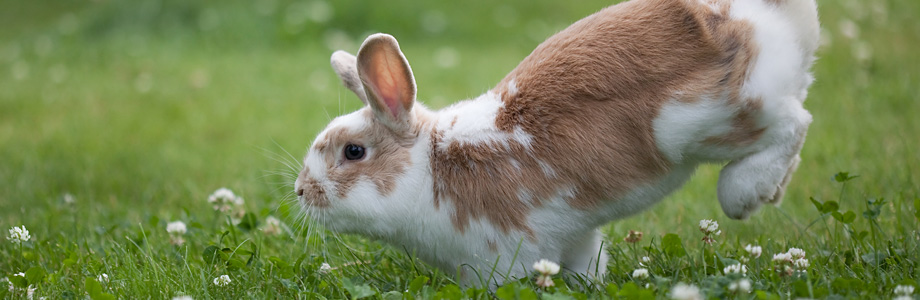 Pet Health for Life for Rabbits