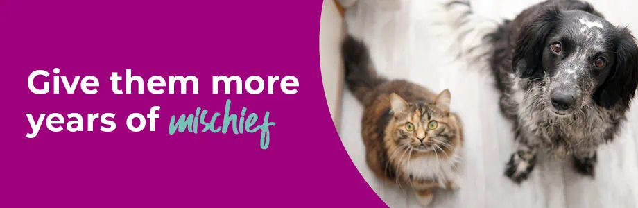 Senior Pets