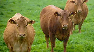 Shires Farm Vets