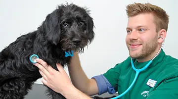 Shires Small Animal Vets