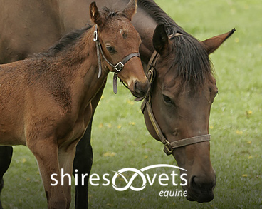 Shires Vets Equine Rewards Horse & Pony Plan