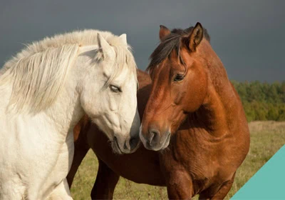 How does your horse show affection