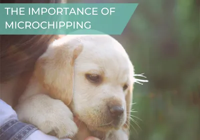 microchipping